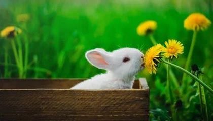 ky体育中国-炉石传说 新版本卡组打法层出不穷，炉石传说卡组分析